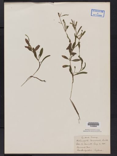 Potamogeton