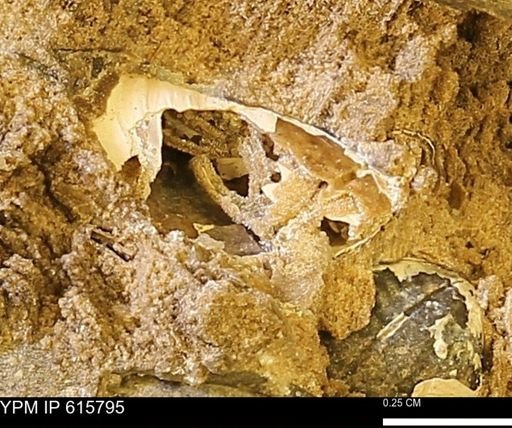undet. Mollusca