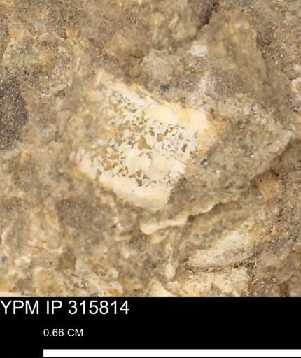 undet. Mollusca