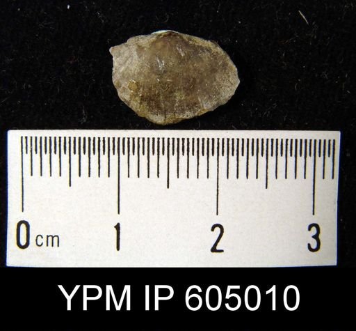 Plectambonites glabra