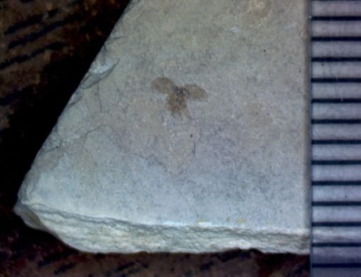 undet. Coleoptera