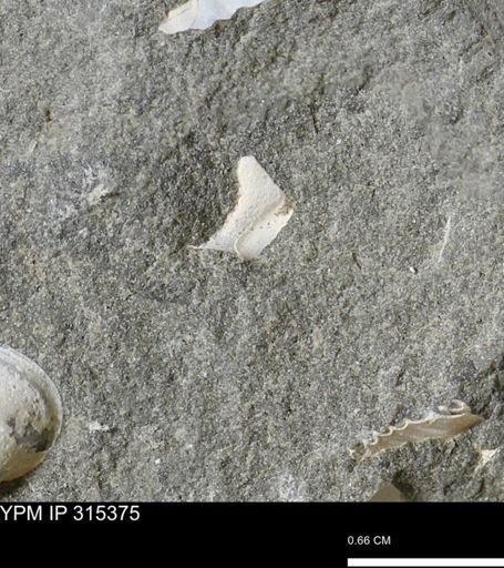 undet. Mollusca