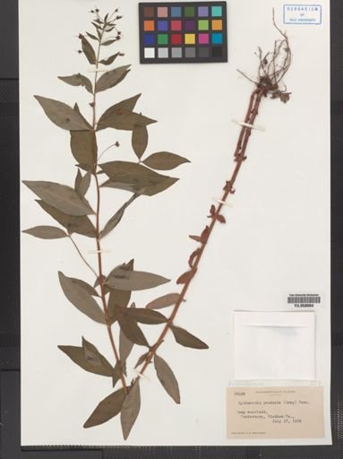 Plantae