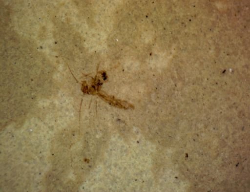 undet. Hexapoda