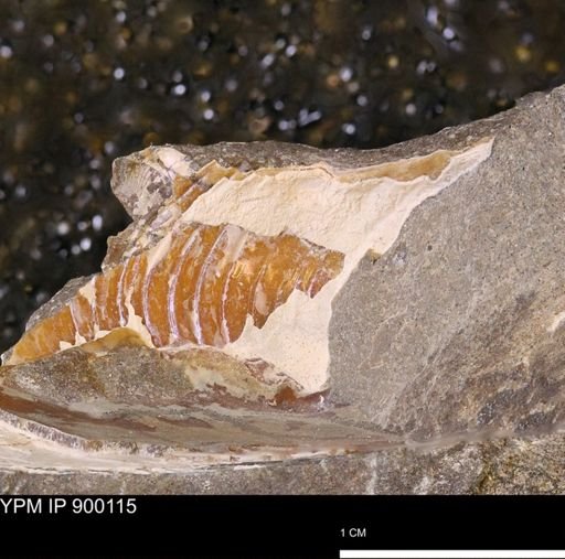 Hoploscaphites sp.