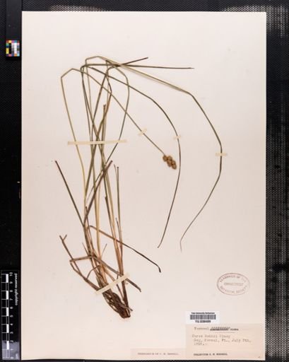 Carex bebbii