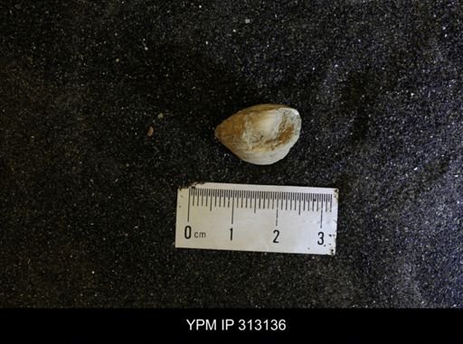 Corbicula