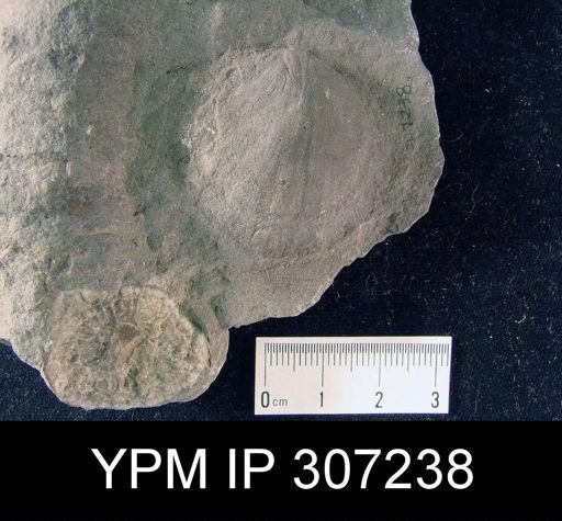 Strophodonta sp.