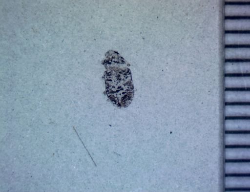 undet. Coleoptera