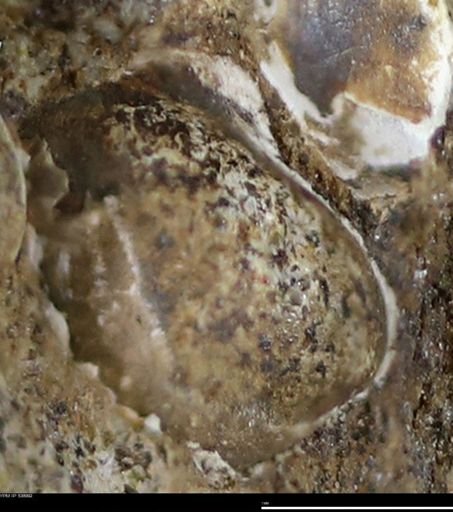 Corbulamella gregaria