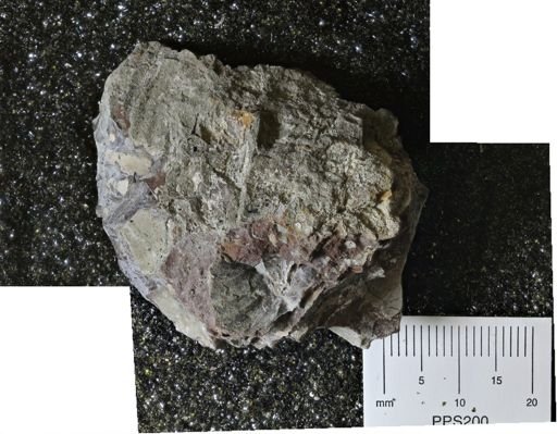 undet. Inoceramidae