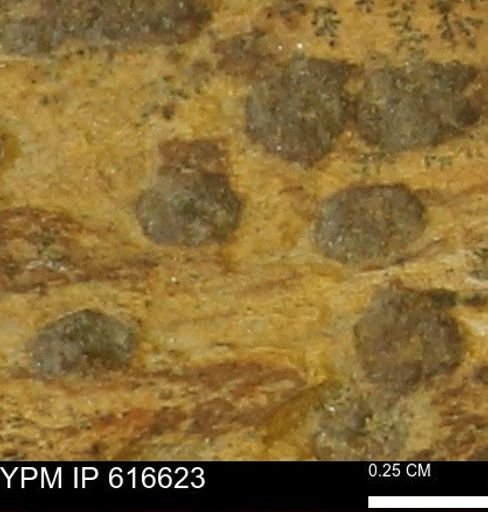Teredo sp.
