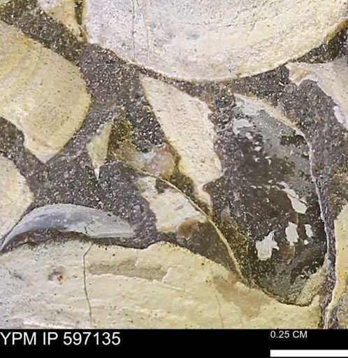 Limopsis striatopunctatus