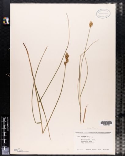 Carex