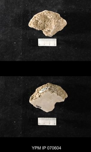 Favosites louisvillensis