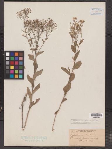 Lepidium draba