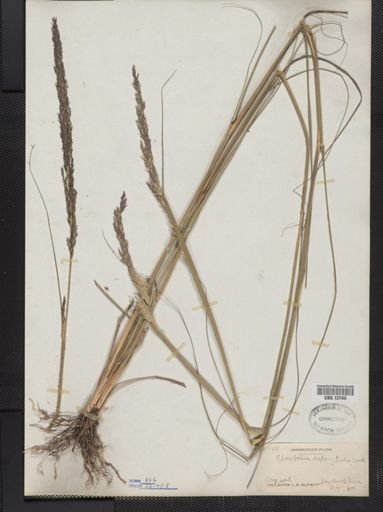 Sporobolus asper