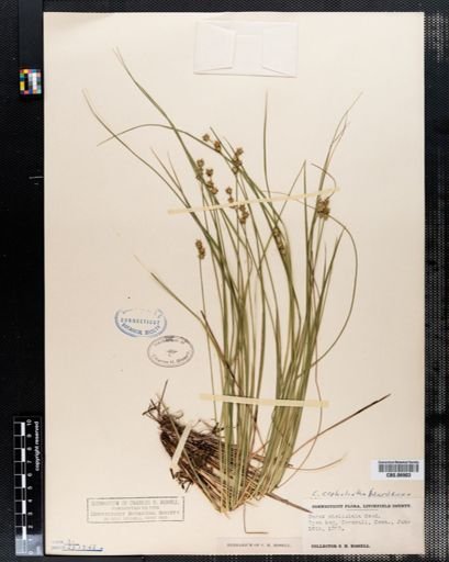 Carex cephalantha