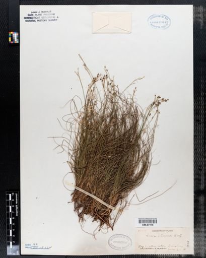 Carex eburnea