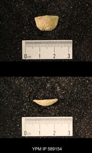Sowerbyella sp.