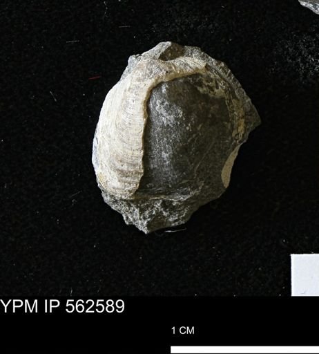 Limopsis striatopunctatus
