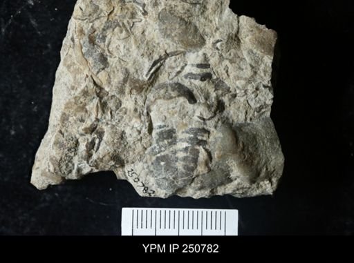 Trilobita