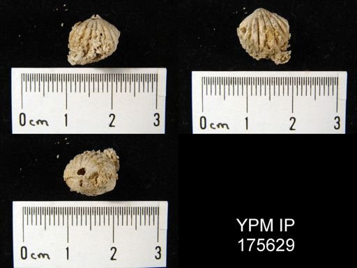 undet. Rhynchonellida
