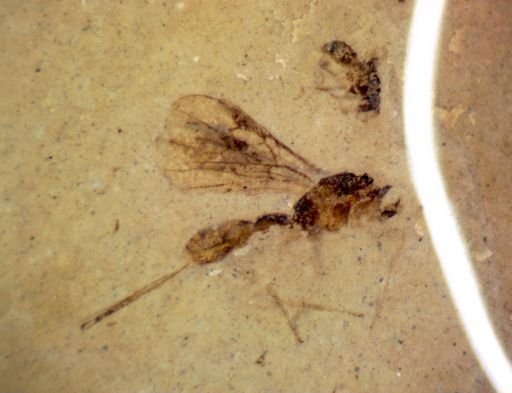 undet. Braconidae