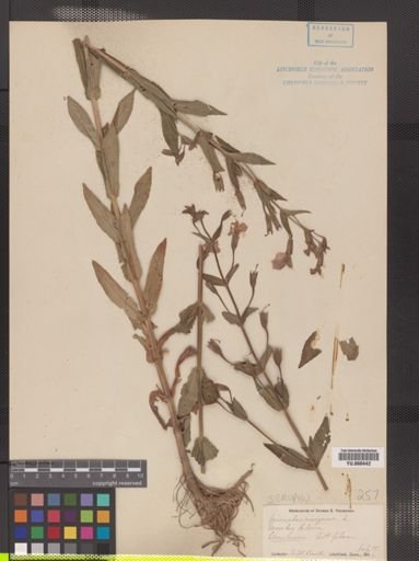 Mimulus ringens