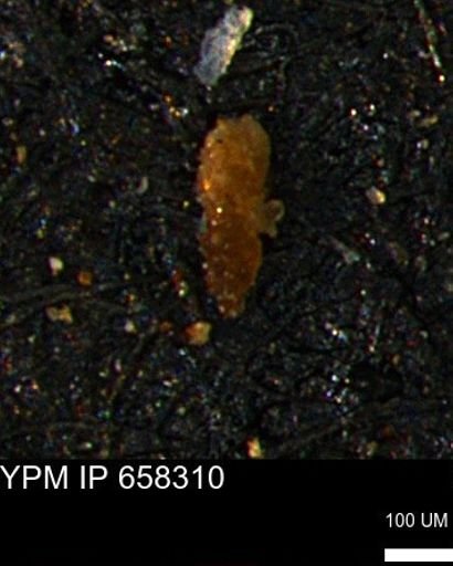 Verneuilinoides kansasensis