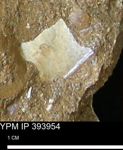 undet. Bivalvia