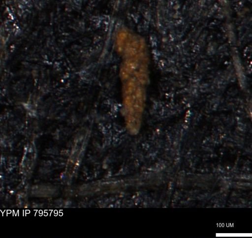 Verneuilina canadensis