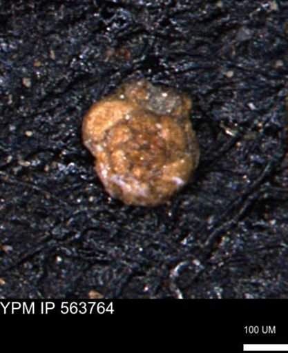 Trochammina depressa