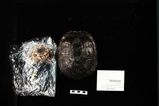 Trachemys scripta