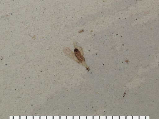 Plecia sp.