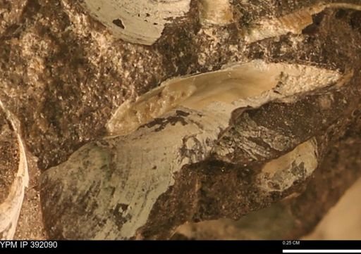 Protocardia sp.