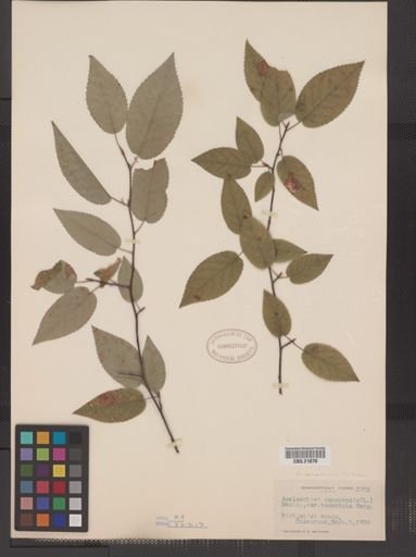 Amelanchier arborea