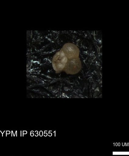 undet. Foraminiferida