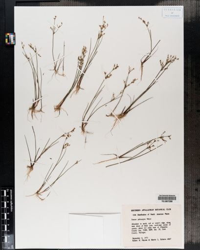 Plantae