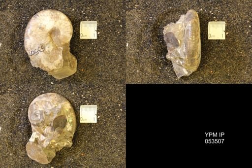 Hoploscaphites nicolletii