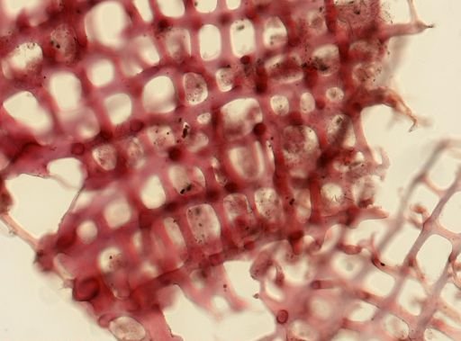 Callyspongia fallax