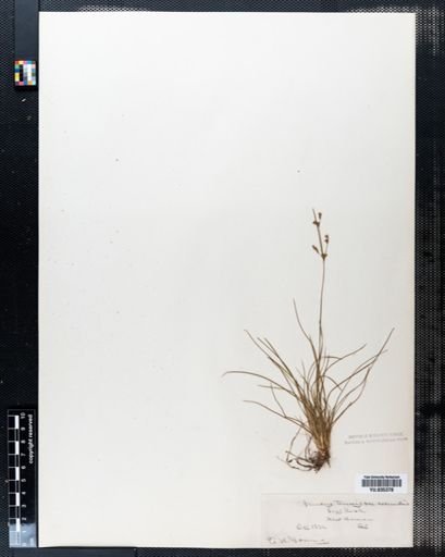 Juncus tenuis