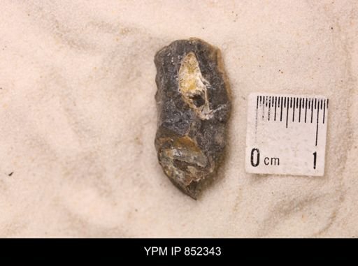 Baculites sp.