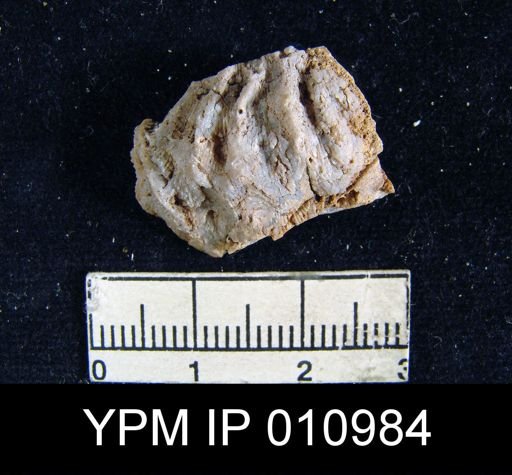 Meekella difficilis