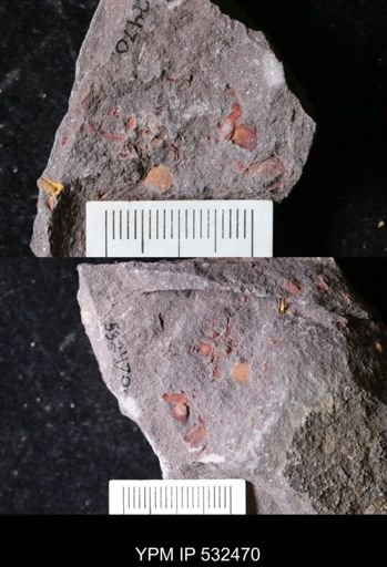 undet. Echinodermata