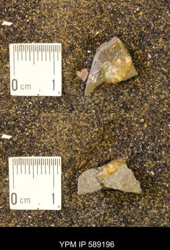 Discoscaphites rossi