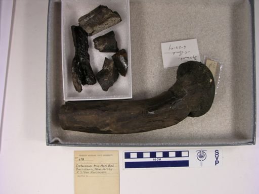 Dyrosauridae
