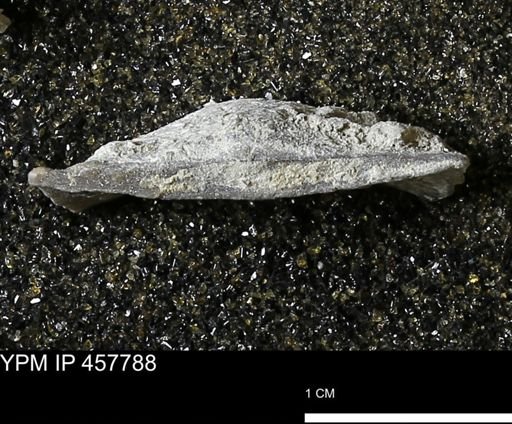Strophodonta sp.