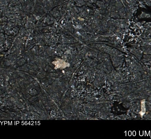 undet. Porifera