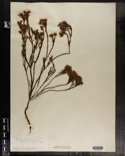 Plantae
